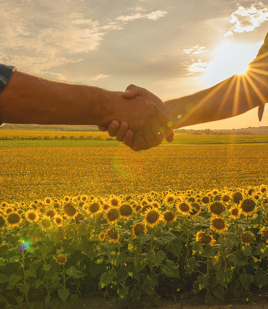 Handshake-connection-therapy-sunflowers